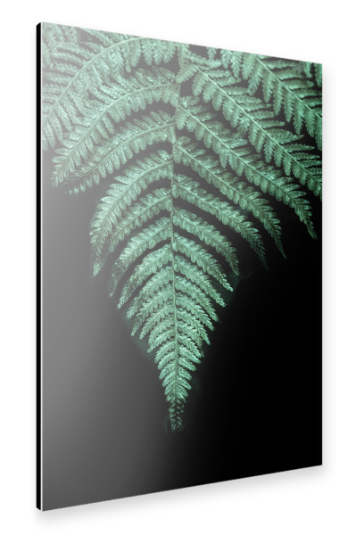 Alu-Dibond "Grünes Farnblatt" 30x20 cm artboxONE