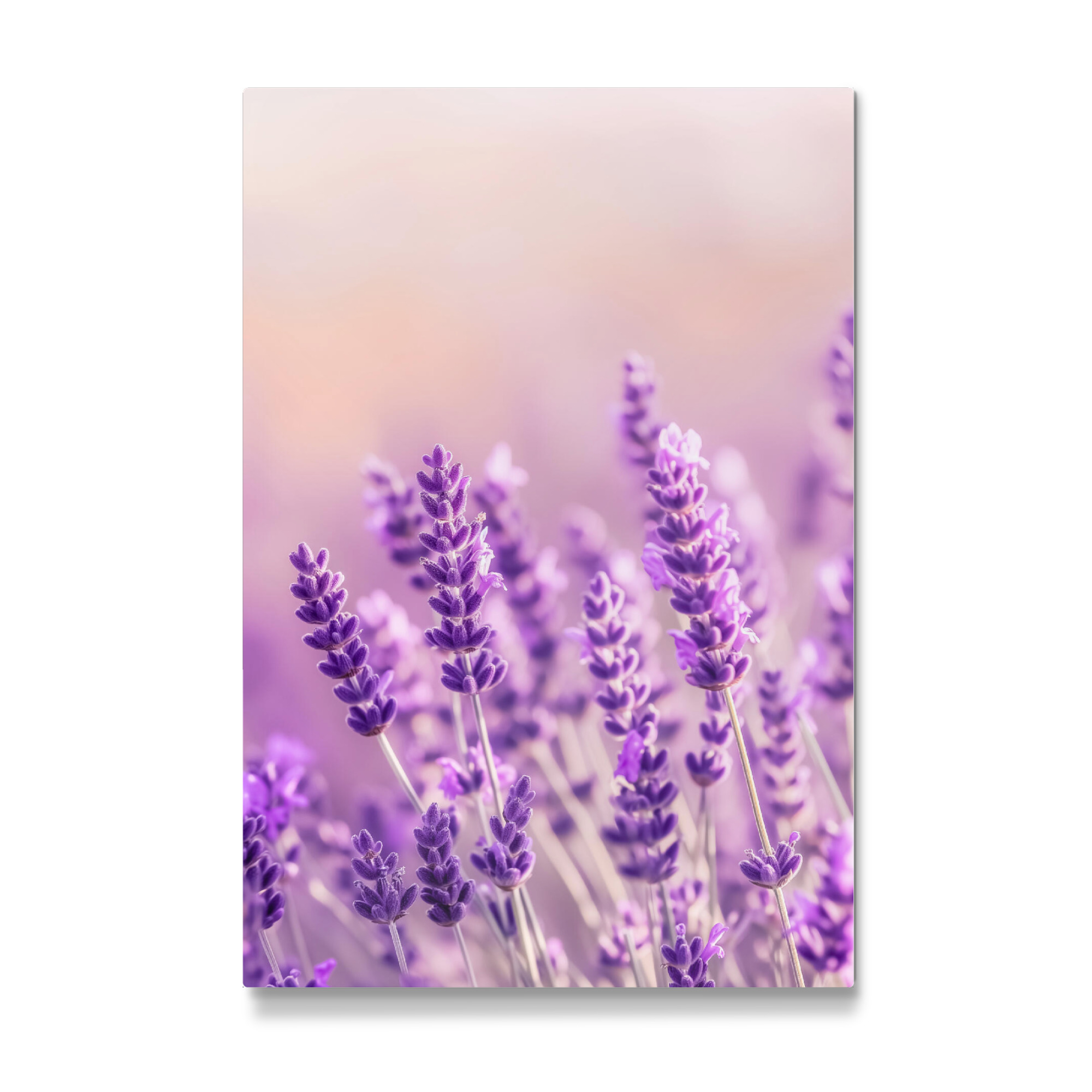 Galerie-Print "Lavendel Glück" 30x20 cm artboxONE