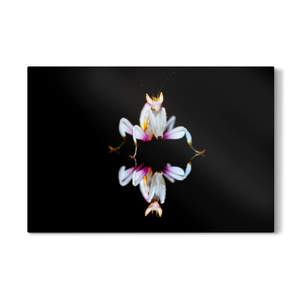 Galerie-Print "Die Orchideen Fangschrecke" 30x20 cm artboxONE