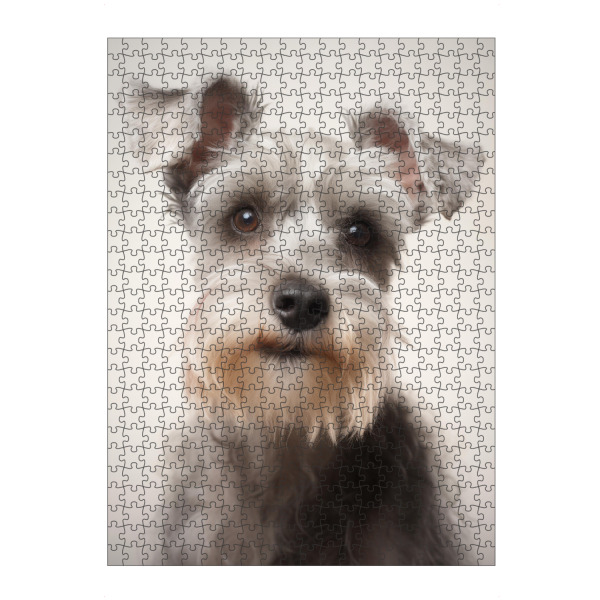 artboxONE Puzzle "Schnauzer-Studioporträt" artboxONE - Tiere,Lustig - Tier,Bokeh,Niedlich,Hund,Glücklich,Fotografie,Porträt,Lächeln,Weiß