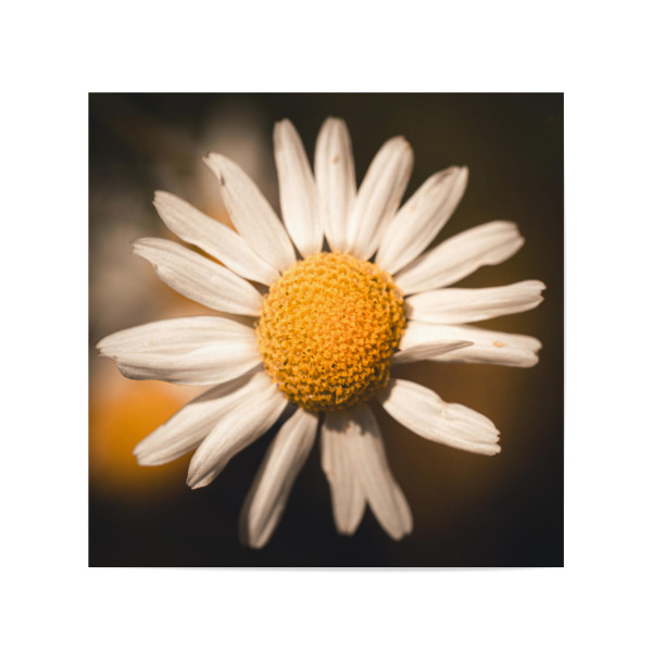 Poster 20x20 cm "Camomile / Kamille" artboxONE - Natur,Floral - Camomile,Kamille,Blüte,Blossom