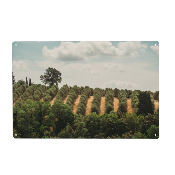 Metall Poster "Toscana mood" artboxONE - Natur,Reise,Floral,Reise / Länder - Toskana,Landscape photography,Landscapes,Italien,Natur - Blechschild