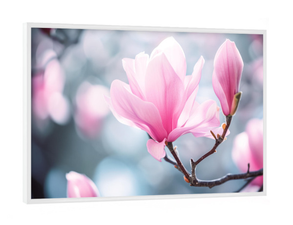 Poster mit weißem Rahmen "Rosa Magnolien-Bokeh" artboxONE - Natur,Floral - Blühen,Blühen,Blüte,Bokeh,Blume,Magnolie,Natur,Baum