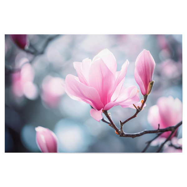Poster 30x20 cm "Rosa Magnolien-Bokeh" artboxONE - Natur,Floral - Blühen,Blühen,Blüte,Bokeh,Blume,Magnolie,Natur,Baum