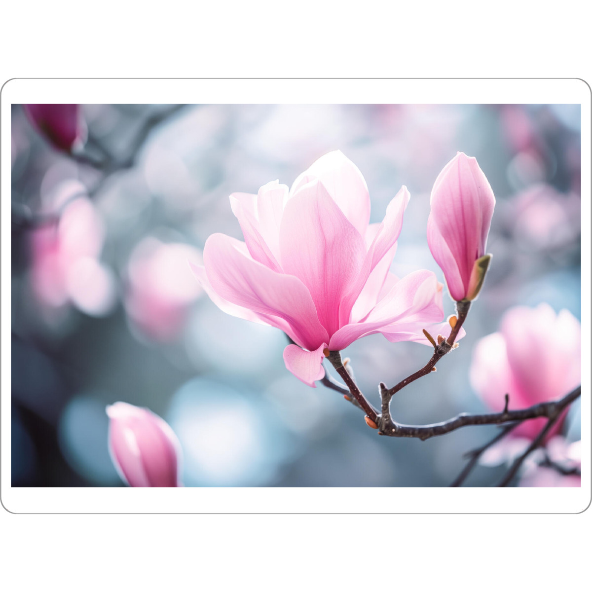 Tischset "Rosa Magnolien-Bokeh" artboxONE - Natur,Floral - Blühen,Blühen,Blüte,Bokeh,Blume,Magnolie,Natur,Baum - Bild blühen