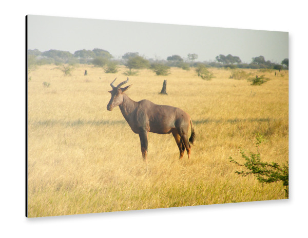 Alu-Dibond "Antilope Savuti Marsh" 30x20 cm artboxONE