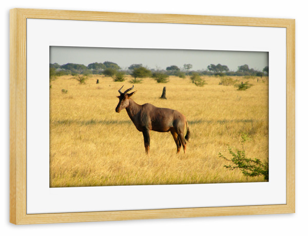 Poster mit Rahmen kiefer "Antilope Savuti Marsh" artboxONE - Reise,Tiere,Reise / Afrika,Reise / Länder