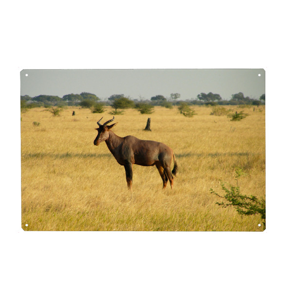 Holzbild "Antilope Savuti Marsh" artboxONE - Reise,Tiere,Reise / Afrika,Reise / Länder