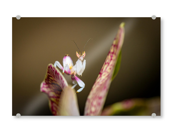 Acrylglasbild "Foto einer jungen Orchideenmantis" artboxONE - Tiere