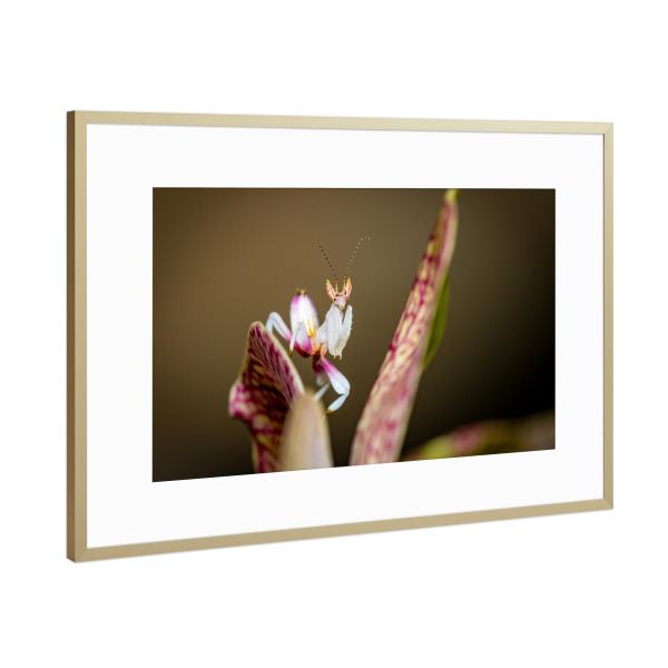 Poster mit Rahmen Gold "Foto einer jungen Orchideenmantis" artboxONE - Tiere