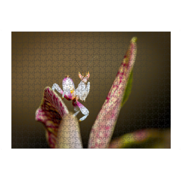 Puzzle Ravensburger "Foto einer jungen Orchideenmantis" artboxONE - Tiere