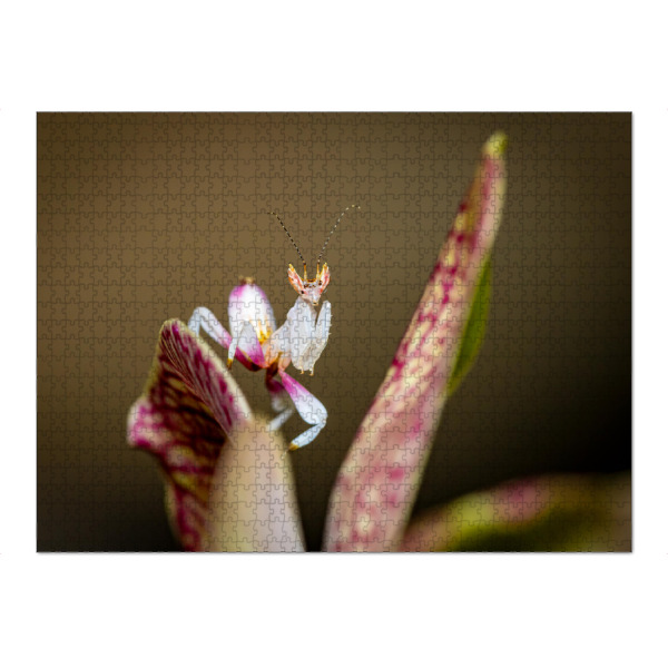 Puzzle Ravensburger "Foto einer jungen Orchideenmantis" artboxONE - Tiere