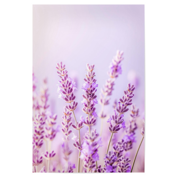Poster "Lavendel Song" artboxONE - Floral,Liebe,Ultraviolet