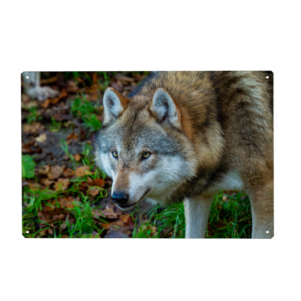 Holzbild "Der Wolf" artboxONE - Natur,Tiere - Wolf,Wölfe,Canis lupus,Wildtier,Wildlife