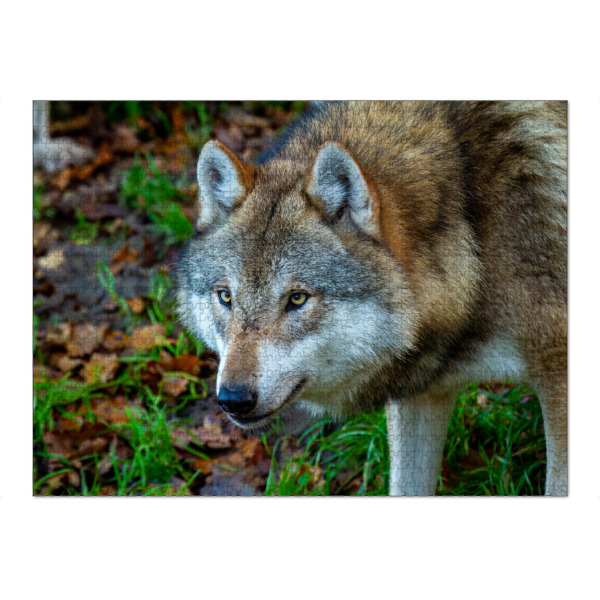 Puzzle Ravensburger "Der Wolf" artboxONE - Natur,Tiere - Wolf,Wölfe,Canis lupus,Wildtier,Wildlife - Bild wolf