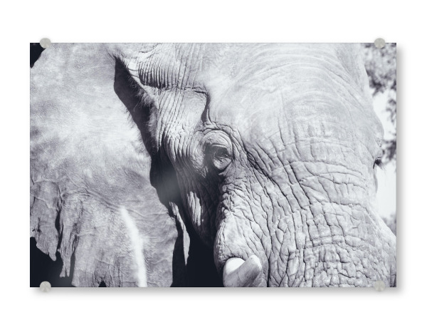 Acrylglasbild "Ein Elefant I" artboxONE - Natur,Reise,Tiere,Schwarzweiß,Reise / Afrika