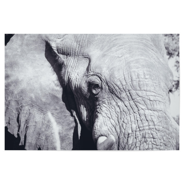 Poster "Ein Elefant I" artboxONE - Natur,Reise,Tiere,Schwarzweiß,Reise / Afrika