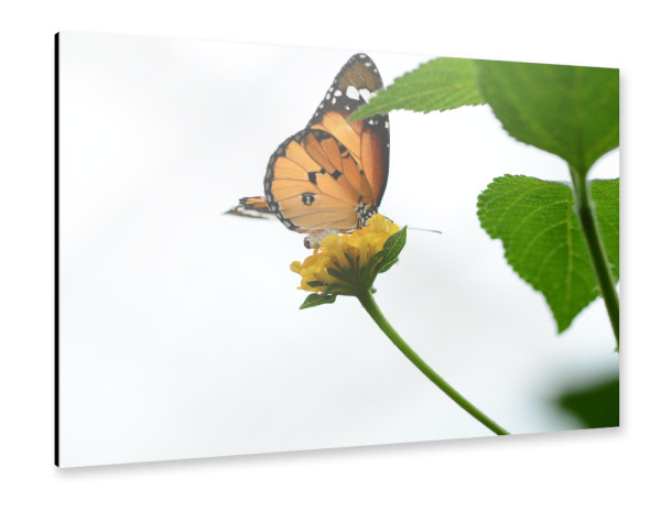 Alu-Dibond "Schmetterling und Himmel" 30x20 cm artboxONE
