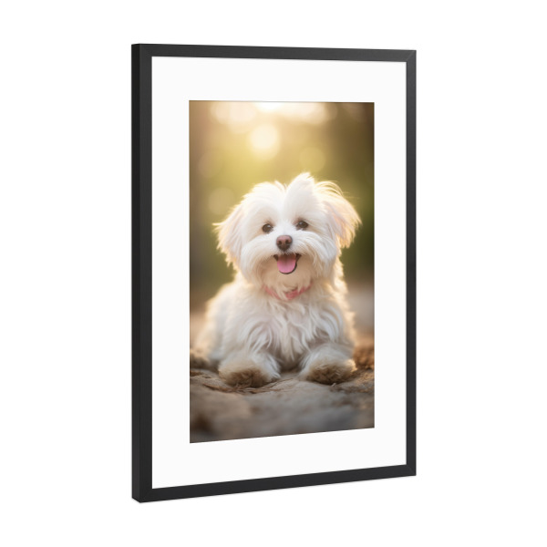Poster mit Rahmen Schwarz (Metallic) "Fröhlicher Malteser" artboxONE - Tiere