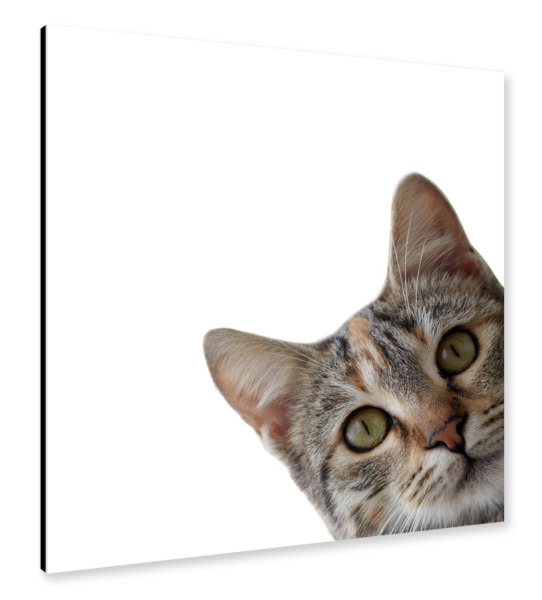 Alu-Dibond "Lustiges Katzenporträt" 30x30 cm artboxONE