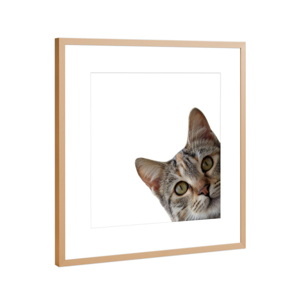 Poster mit Rahmen Kupfer "Lustiges Katzenporträt" artboxONE - Tiere,Lustig - Katze,Lustige katze,Kätzchen,Kätzchen,Tier,Tiere,Lustig,Haustier
