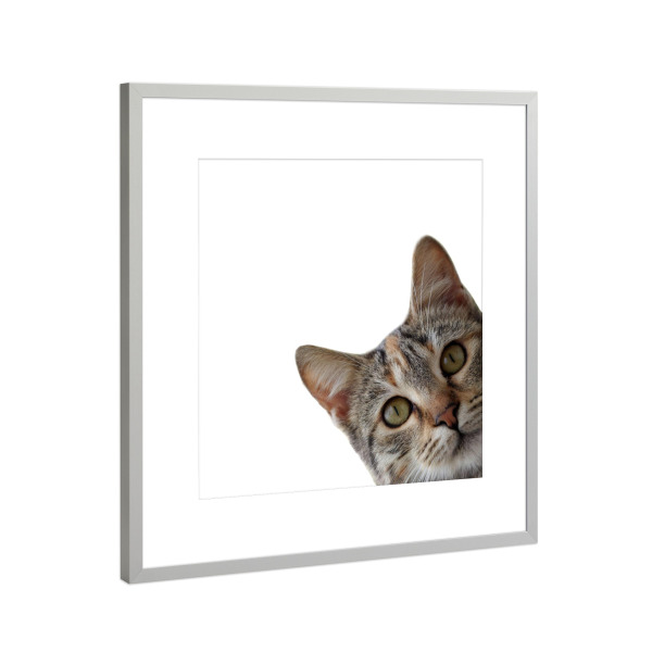 Poster mit Rahmen Silber "Lustiges Katzenporträt" artboxONE - Tiere,Lustig - Katze,Lustige katze,Kätzchen,Kätzchen,Tier,Tiere,Lustig,Haustier