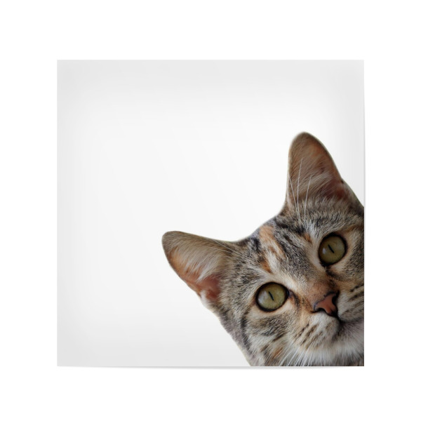 Poster 20x20 cm "Lustiges Katzenporträt" artboxONE - Tiere,Lustig - Katze,Lustige katze,Kätzchen,Kätzchen,Tier,Tiere,Lustig,Haustier