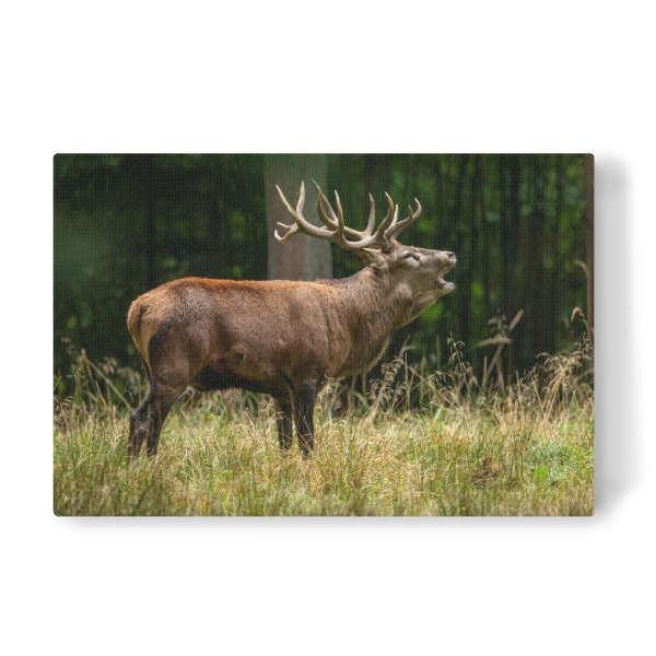 Leinwandbild "Rothirsch im Wald" artboxONE - Natur,Tiere - Hirsch,Brunft,Hirsche,Rothirsch,Rotwild,Wild,Wildtiere,Wald