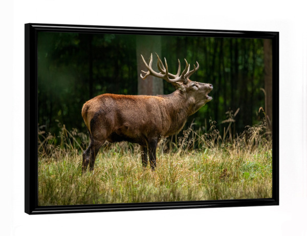 Poster mit schwarzem Rahmen "Rothirsch im Wald" artboxONE - Natur,Tiere - Hirsch,Brunft,Hirsche,Rothirsch,Rotwild,Wild,Wildtiere,Wald