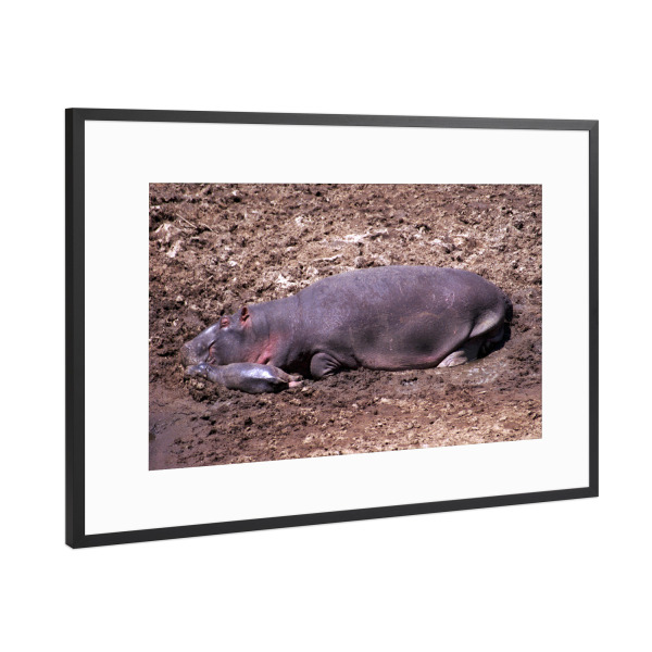Poster mit Rahmen Schwarz (Metallic) "Nilpferdmutter mit Baby" artboxONE - Natur,Reise,Tiere,Reise / Afrika,Reise / Länder
