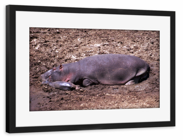 Poster mit Rahmen schwarz "Nilpferdmutter mit Baby" artboxONE - Natur,Reise,Tiere,Reise / Afrika,Reise / Länder