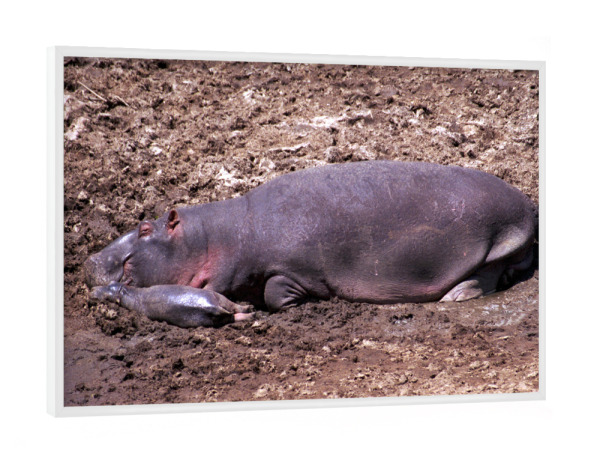 Poster mit weißem Rahmen "Nilpferdmutter mit Baby" artboxONE - Natur,Reise,Tiere,Reise / Afrika,Reise / Länder