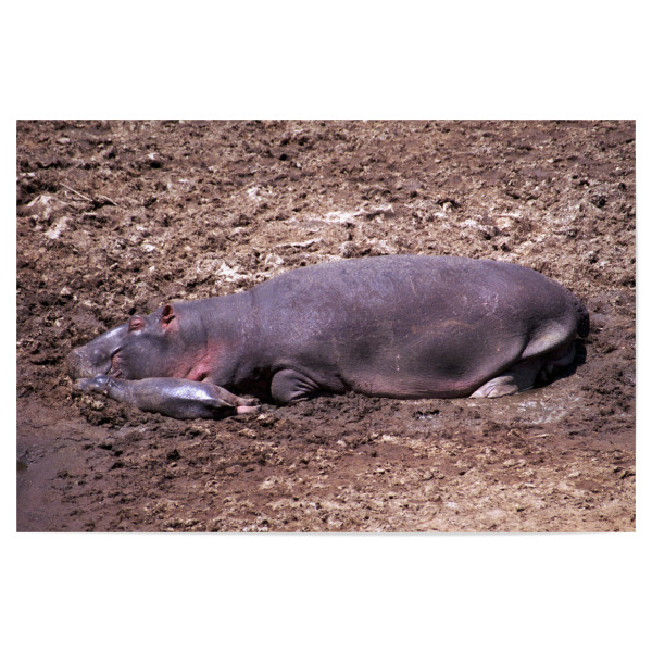 Poster 30x20 cm "Nilpferdmutter mit Baby" artboxONE - Natur,Reise,Tiere,Reise / Afrika,Reise / Länder