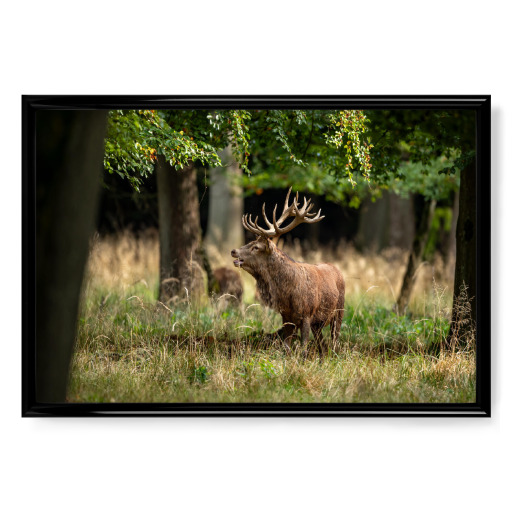 Der König im Wald