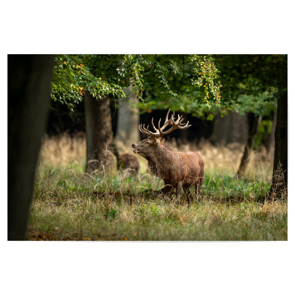 Poster "Der König im Wald" artboxONE - Natur,Tiere - Hirsch,Brunft,Hirsche,Rothirsch,Rotwild,Wild,Wildtiere,Wald