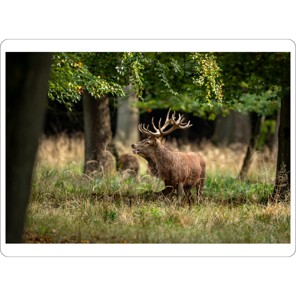 Tischset "Der König im Wald" artboxONE - Natur,Tiere - Hirsch,Brunft,Hirsche,Rothirsch,Rotwild,Wild,Wildtiere,Wald - Bild hirsch