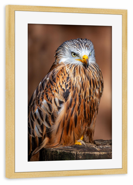 Poster mit Rahmen kiefer "Porträt eines Rotmilans" artboxONE - Tiere - Milan,Rotmilan,Vogel,Greifvogel,Vogelporträt