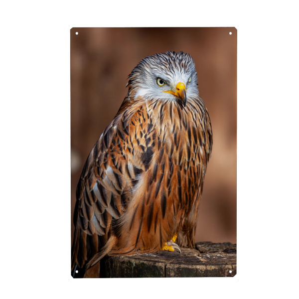 Metall Poster "Porträt eines Rotmilans" artboxONE - Tiere - Milan,Rotmilan,Vogel,Greifvogel,Vogelporträt - Blechschild