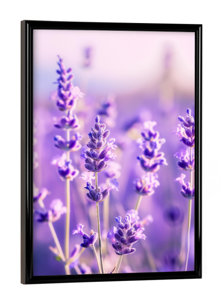 Poster mit schwarzem Rahmen "Lavendelglow" artboxONE - Floral,Liebe,Ultraviolet