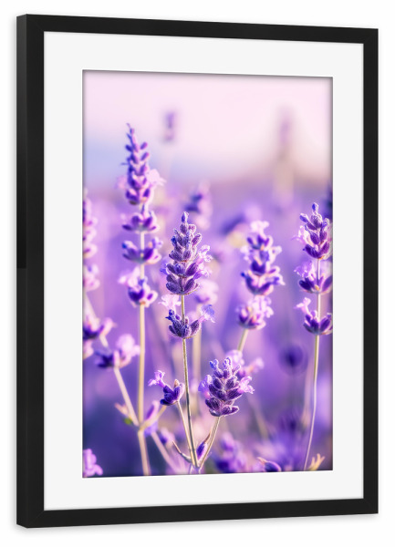 Poster mit Rahmen schwarz "Lavendelglow" artboxONE - Floral,Liebe,Ultraviolet