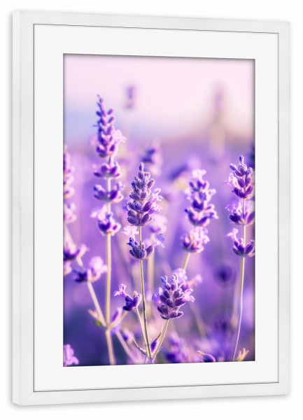 Poster mit Rahmen weiß "Lavendelglow" artboxONE - Floral,Liebe,Ultraviolet