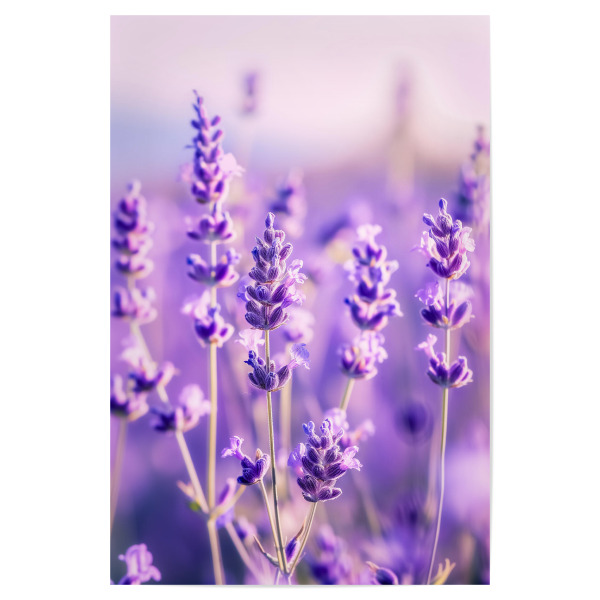 Poster "Lavendelglow" artboxONE - Floral,Liebe,Ultraviolet