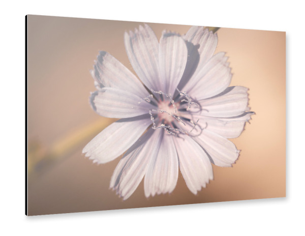 Alu-Dibond "Cichorium intybus" 30x20 cm artboxONE