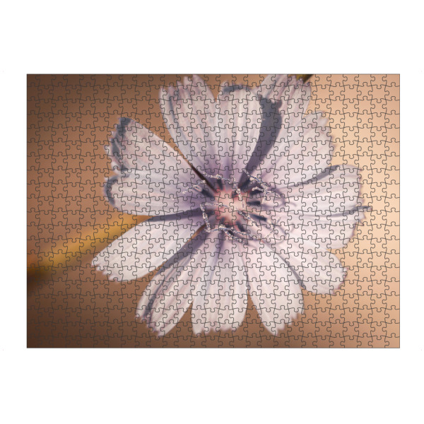 artboxONE Puzzle "Cichorium intybus" artboxONE - Natur,Floral - Cichorium intybus,Flower,Blossom,Blüte,Blume - Bild cichorium intybus