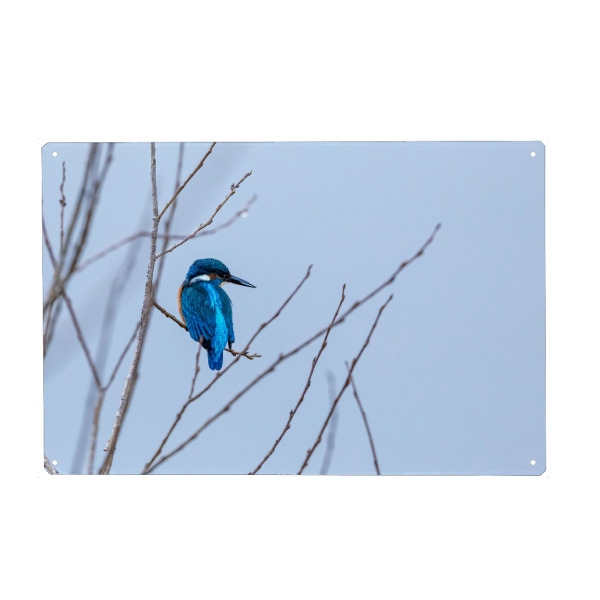 Holzbild "Eisvogel im Ansitz" artboxONE - Natur,Tiere - Eisvogel,Vogel,Fischer,Wildlife
