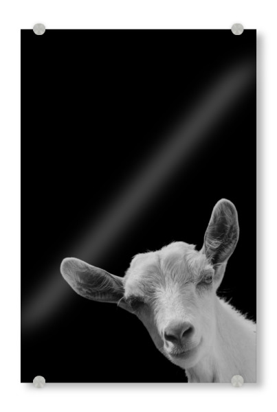 Acrylglasbild "Ziegentierportrait" artboxONE - Tiere,Schwarzweiß - Ziege,Schaf,Tier,Tiere,Nutztier,Lustig,Schwarzweiß