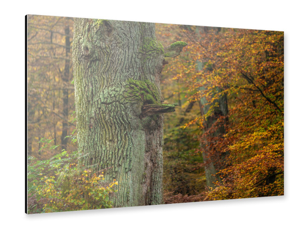 Alu-Dibond "Der Eichenstamm" 30x20 cm artboxONE