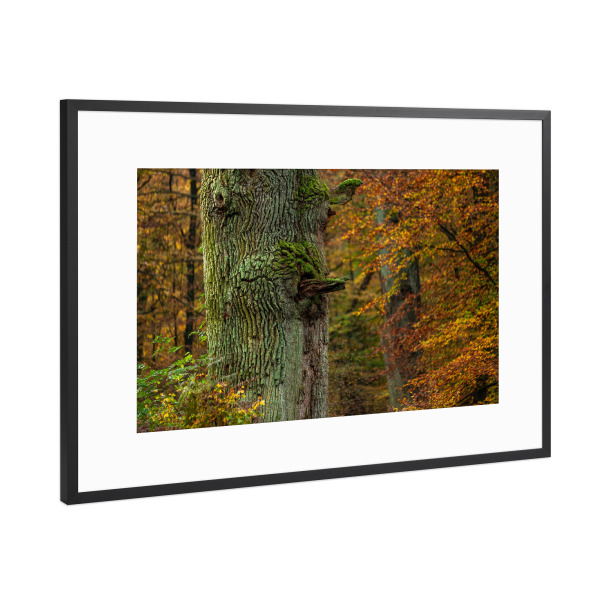 Poster mit Rahmen Schwarz (Metallic) "Der Eichenstamm" artboxONE - Natur - Baum,Eiche,Eichenstamm,Eichenallee,Allee,Wald,Natur,Eichenbaum