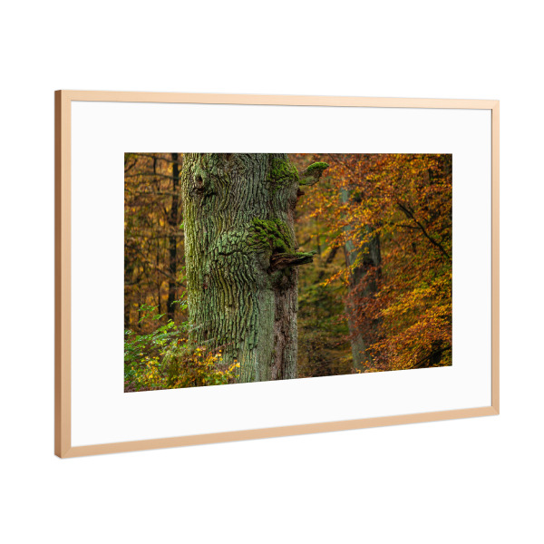 Poster mit Rahmen Kupfer "Der Eichenstamm" artboxONE - Natur - Baum,Eiche,Eichenstamm,Eichenallee,Allee,Wald,Natur,Eichenbaum