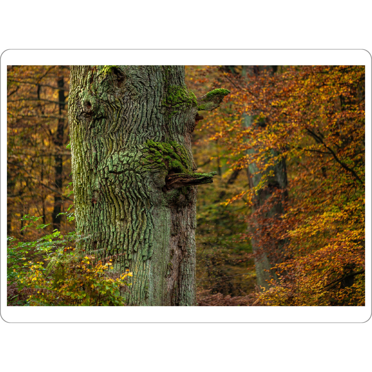 Tischset "Der Eichenstamm" artboxONE - Natur - Baum,Eiche,Eichenstamm,Eichenallee,Allee,Wald,Natur,Eichenbaum - Bild baum